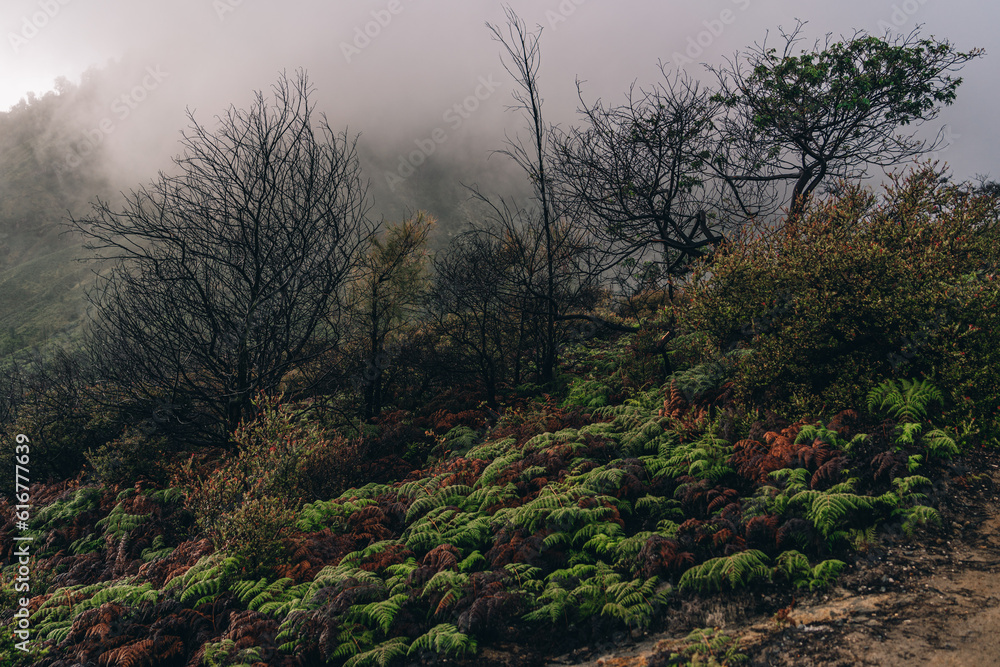 Landscape photo of hill vegetation in the fog. Mountain plants and trees botanicals in misty wild nature