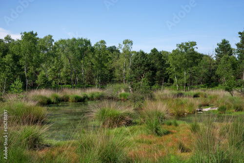 Olive pond in Fontainebleau forest