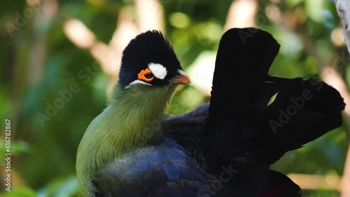 A  hartlaub's touraco, African bird grooming it self photo