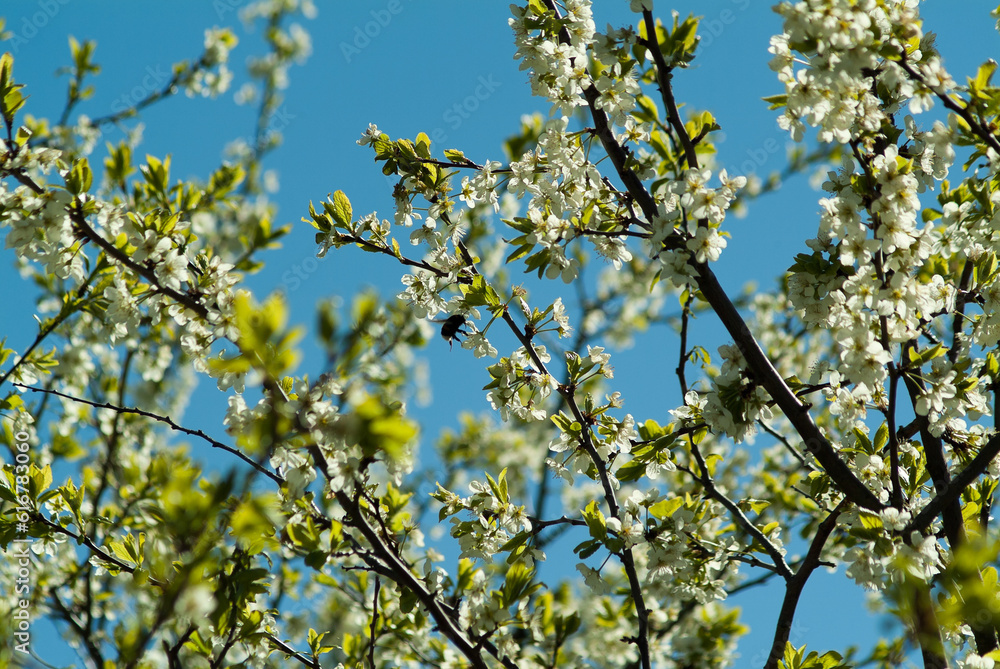 branches of flowering trees against the blue sky bottom view branches of flowering trees against the blue sky bottom view