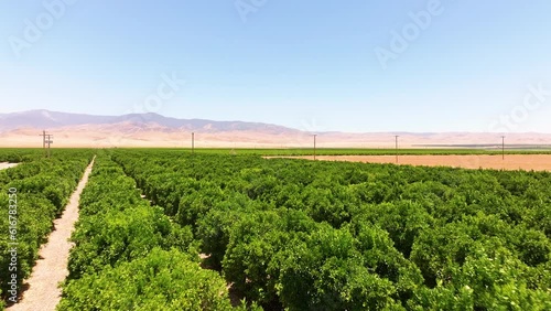 Aerial Tour of a Lush Citrus Orchard in California photo