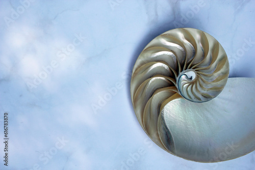 nautilus shell symmetry Fibonacci half cross section spiral golden ratio structure growth close up back lit mother of pearl close up ( pompilius nautilus )