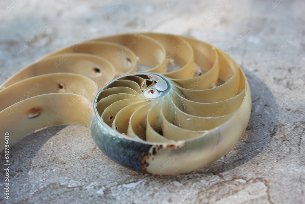 nautilus shell symmetry Fibonacci half cross section spiral golden ...
