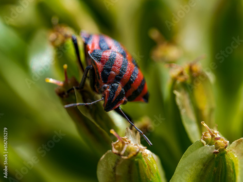 Escarabajo en el bosque © MrWeaK