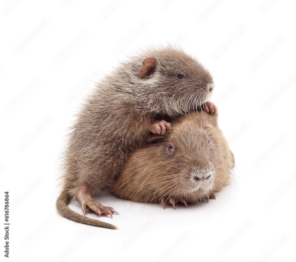 Obraz premium Nutria with children.