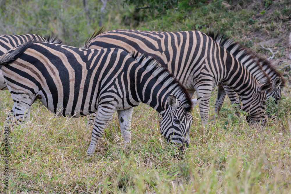 Zebras are African equines with distinctive black-and-white striped coats. Zebras are African equines with distinctive black-and-white striped coats.