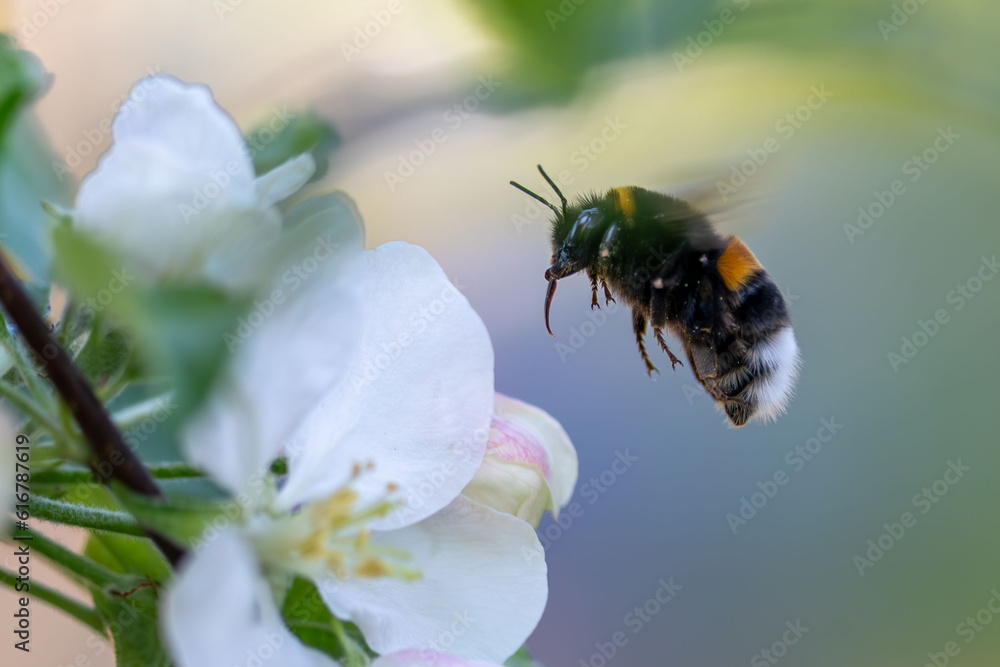 bumble bee flying to flower, summer 2023 bumble bee flying to flower, summer 2023
