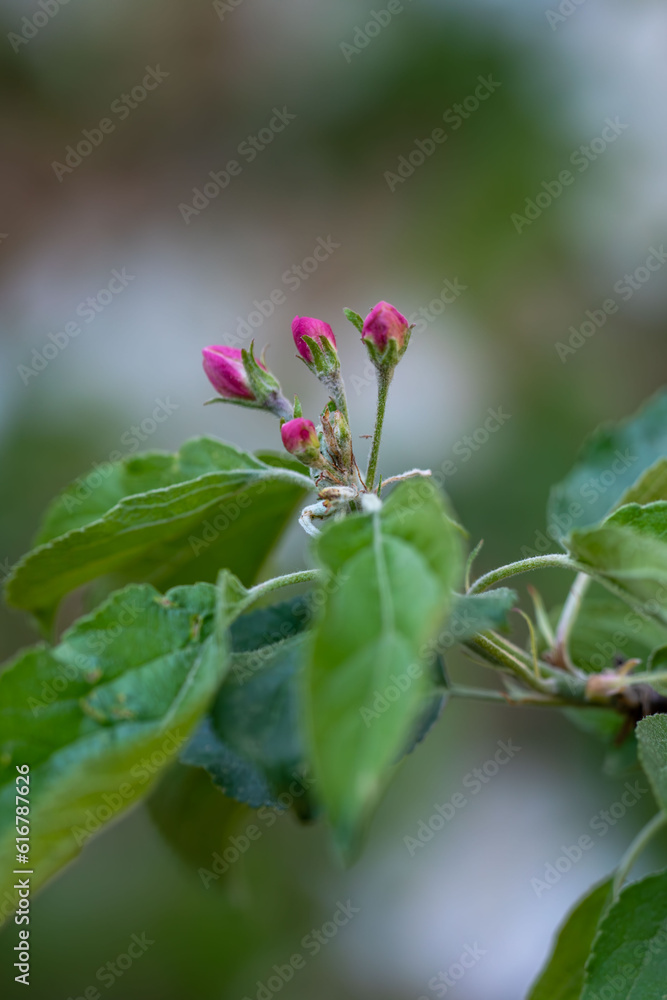 Apple tree branch with pink flowers and buds on blurred green background. Apple tree branch with pink flowers and buds on blurred green background.
