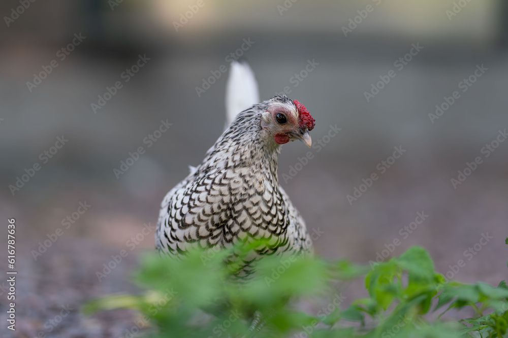Seabright chicken walks in the grass on the farm Seabright chicken walks in the grass on the farm