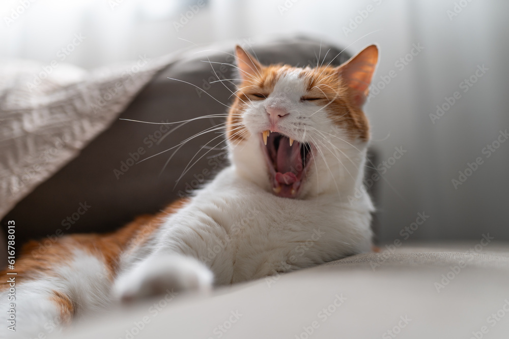 brown and white cat yawning. close up