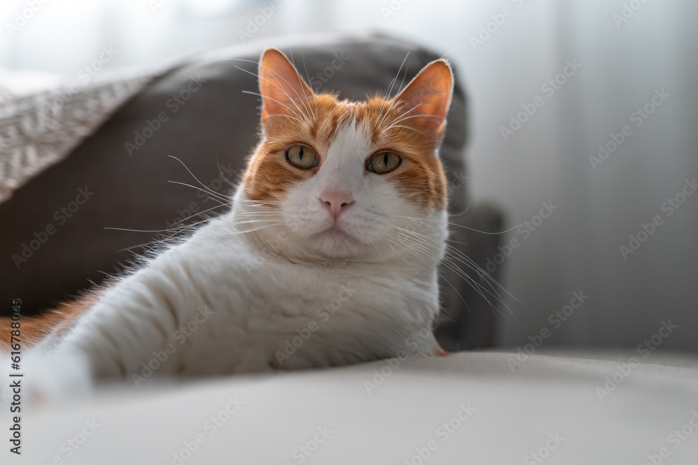 close up. brown and white cat with yellow eyes close up. brown and white cat with yellow eyes