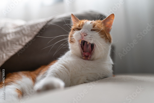 brown and white cat yawning. close up