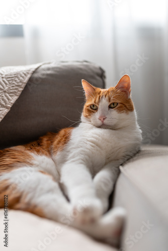 brown and white cat with yellow eyes lying on a gray sofa. vertical composition