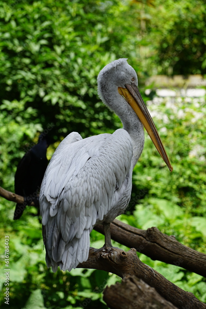 Fototapeta premium pelican on the tree