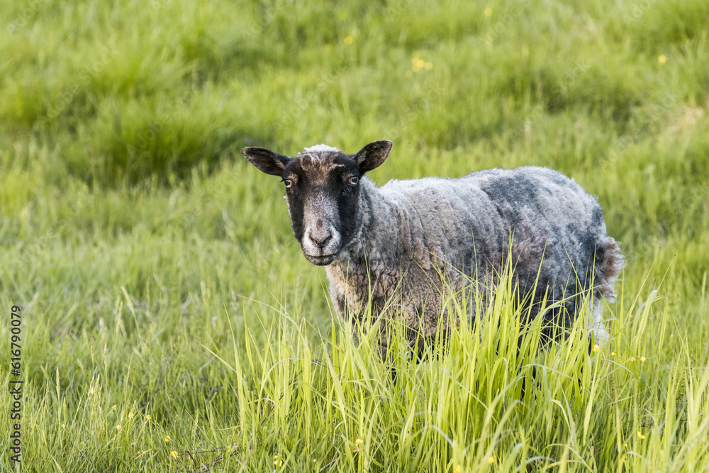 Fototapeta premium Grey sheep looking at you