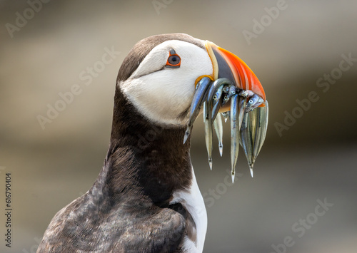 Puffins posing on a rock with a beak full of sand eels © Sarah