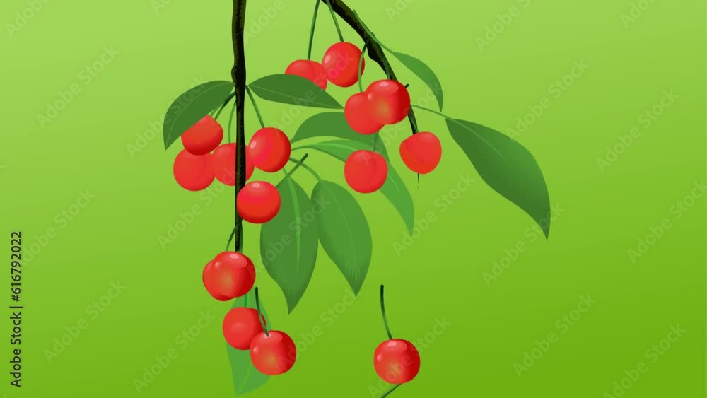 cherries fruit, fresh food background and 2d animation, berries cherries fruit, fresh food background and 2d animation, berries