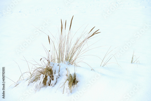 Zimowy krajobraz nadmorski, trawy na śniegu, rosochate sosny, wydmy, zachmurzone niebo.