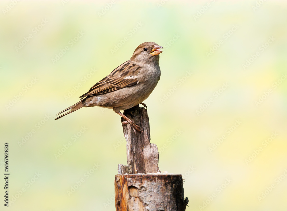 close up female House Sparrow, Passer domesticus, on feeding spot in top of sawn-off tree trunk looking up with eye contact and legs with sharp nails firmly clamped around upwardly sticking wood chip - obrazy, fototapety, plakaty 