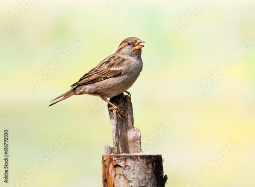 close up female House Sparrow, Passer domesticus, on feeding spot in top of sawn-off tree trunk looking up with eye contact and legs with sharp nails firmly clamped around upwardly sticking wood chip
