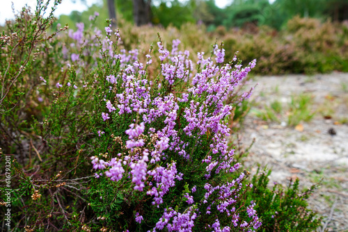 Close up of heather growing in the summer sun