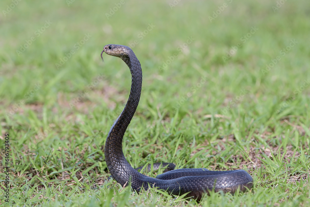 Fototapeta premium Javan spitting cobra on a grass in defend position