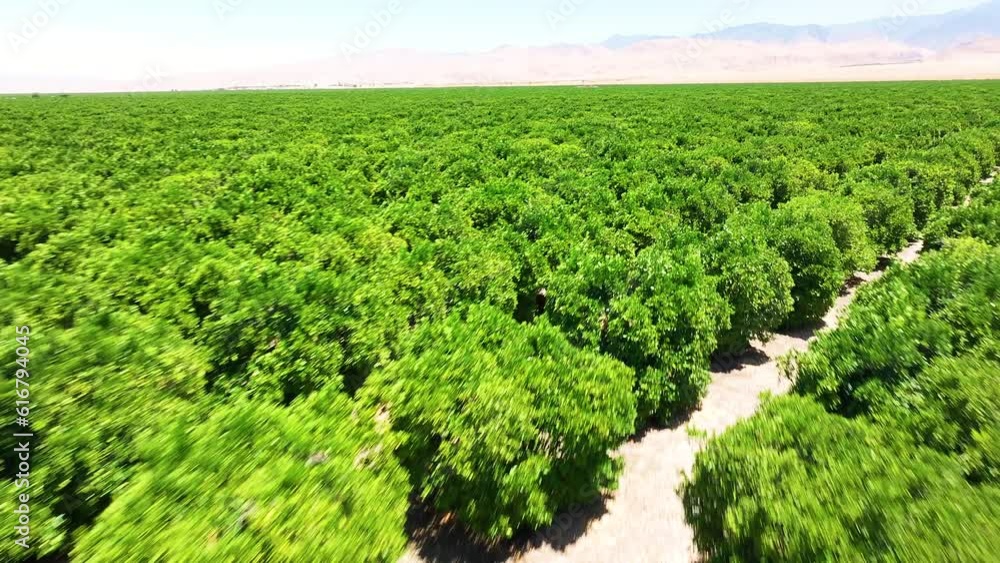 Aerial View of a Vibrant Citrus Orchard in California Aerial View of a Vibrant Citrus Orchard in California