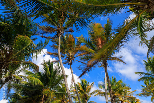 A Group of Palm Trees Against a Blue Sky with White Clouds