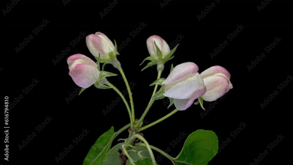 Beautiful spring Apple tree flowers blossoming on black background close-up.Timelapse. Valentine's Day concept. Holiday, love, birthday, easter design backdrop. Beautiful spring Apple tree flowers blossoming on black background close-up.Timelapse. Valentine's Day concept. Holiday, love, birthday, easter design backdrop.