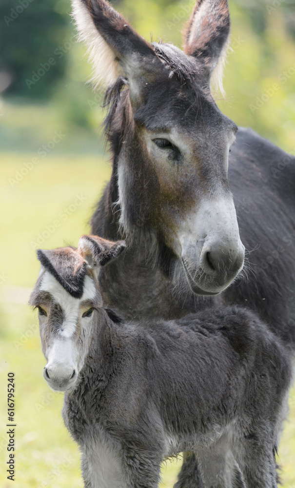 Portrait of a baby donkey with it's mother Portrait of a baby donkey with it's mother