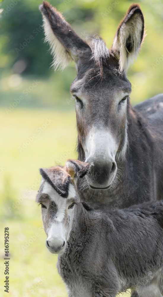 portrait of a baby donkey with it's mother 