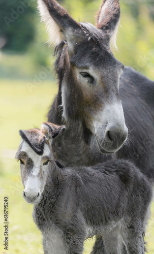 Portrait of a baby donkey with it's mother 