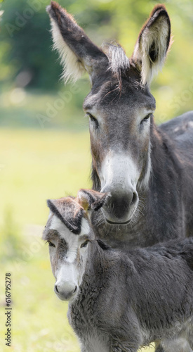 portrait of a baby donkey with it's mother 