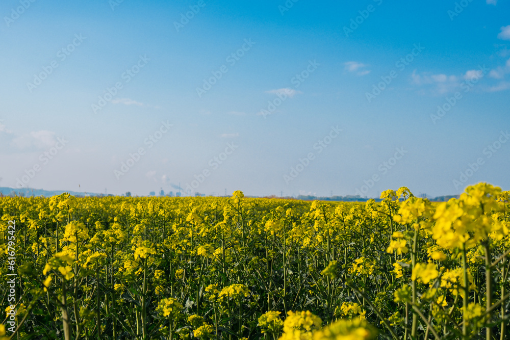 Gorgeous yellow canola field blooming rapeseed farm backlit with sunset light. Big agricultural field planted with numerous yellow flowers of field mustard blossoming in springtime. Rapeseed oil in