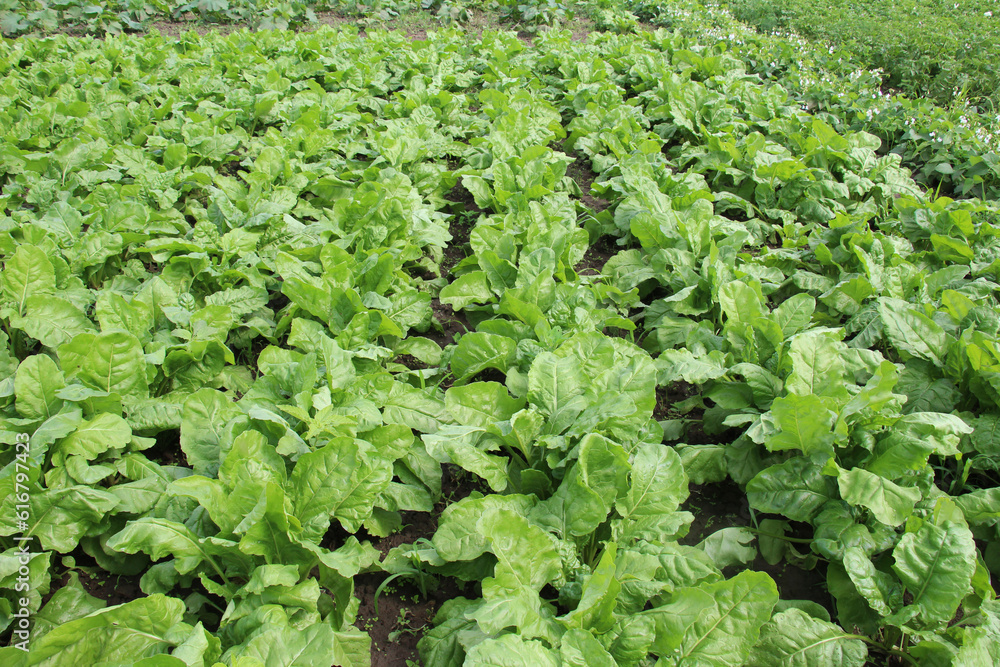 Young fodder beets (Beta vulgaris) grow in the field, intended for feeding animals Young fodder beets (Beta vulgaris) grow in the field, intended for feeding animals