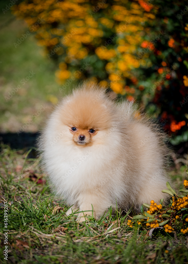 A cute fluffy puppy is sitting on the background of a bush with berries. The breed of the dog is the Pomeranian