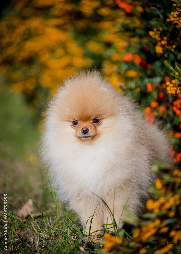 A cute fluffy puppy sits near a bush with berries. The breed of the dog is the Pomeranian