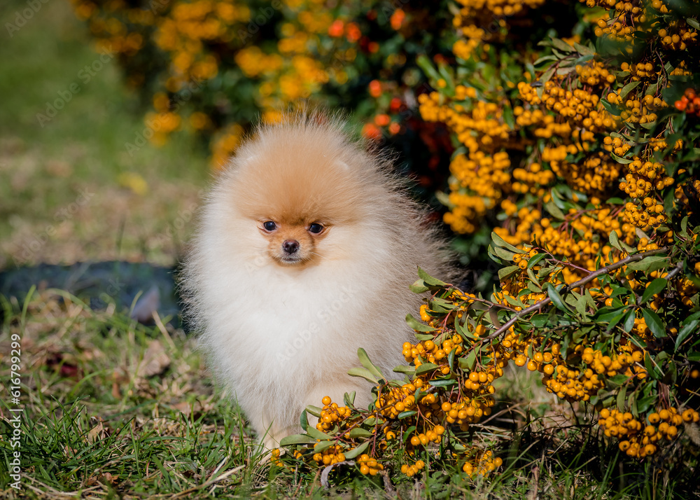 A cute fluffy puppy sits near a bush with berries. The breed of the dog is the Pomeranian
