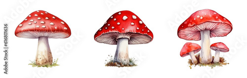 Watercolor set of fly agaric mushrooms. Watercolor red mushroom with white dots on a white background. Ideal for postcard, book, poster, banner. Vector illustration