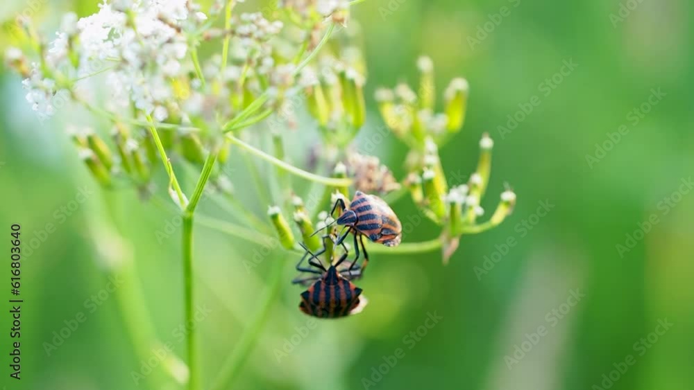 Shield bugs walks on a flower in a field, macro, shallow depth of field Shield bugs walks on a flower in a field, macro, shallow depth of field