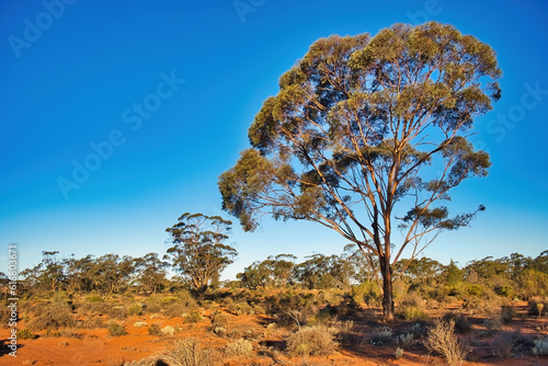 Typical Australian outback scene, with red earth, low desert vegetation and tall eucalyptus trees. Kalgoorlie region, Western Australia
 photo