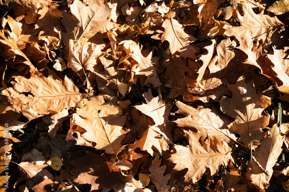 Oak dry yellow fallen leaves. Copy space autumn background. Oak dry yellow fallen leaves. Copy space autumn background.