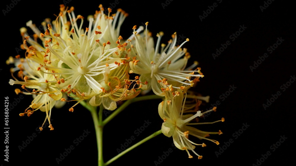 Medicinal plants - linden flower; Tilia tomentosa Medicinal plants - linden flower; Tilia tomentosa