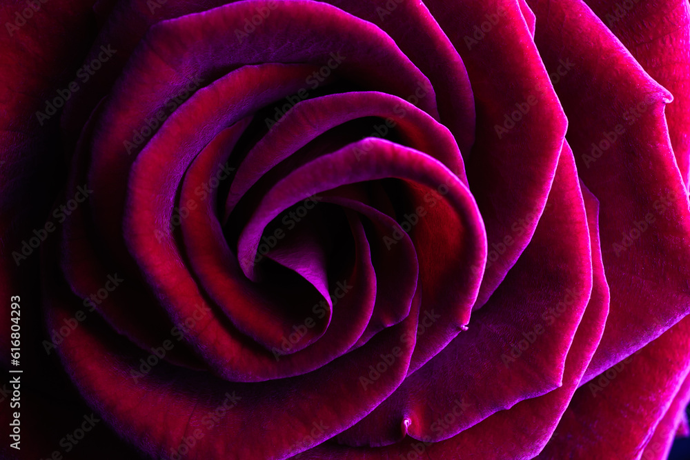 Rose flower macro natural texture Rose flower macro natural texture