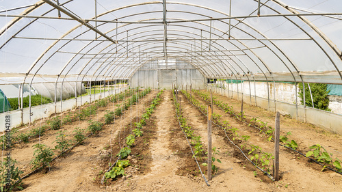 Greenhouse nursery with young tomato and bell pepper plants amd watering system at Aamerican farm school in Thessaloniki in Greece