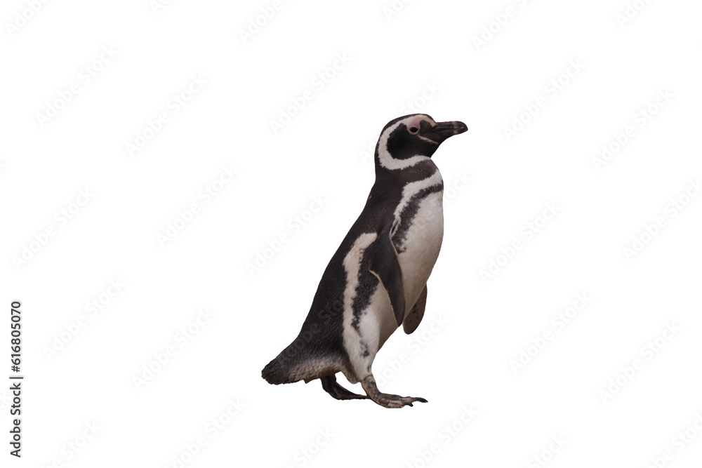 Obraz premium pinguin