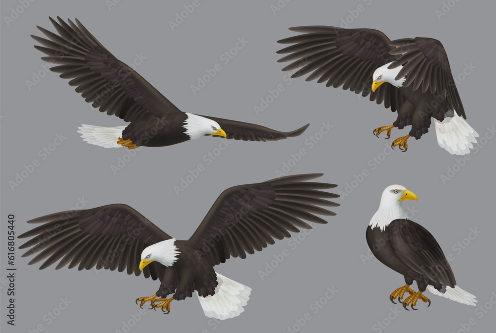 Eagle. Wild freedom aggresive bird decent vector prey eagles realistic pictures Eagle. Wild freedom aggresive bird decent vector prey eagles realistic pictures