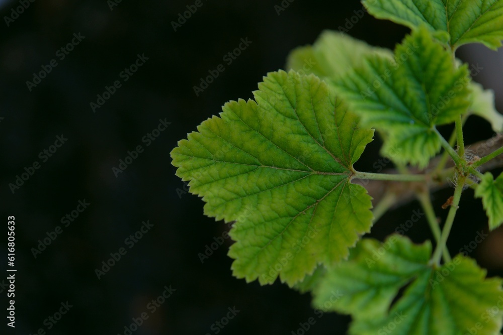 Green Leaf in Pot Green Leaf in Pot