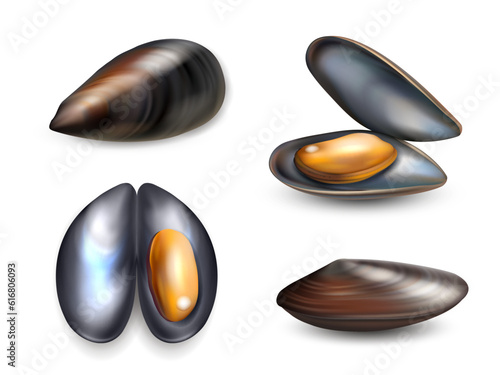 Mussels. Sea food delicious realistic collection of mussels decent vector pictures