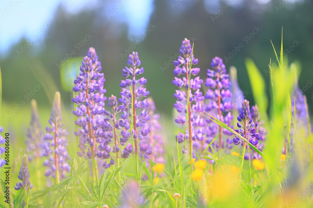 Naklejka premium meadow springtime wild flowers lupine background copy space